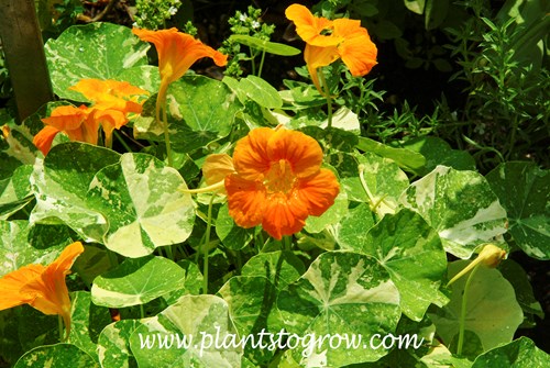 Alaska Nasturtium (Tropaeolum)